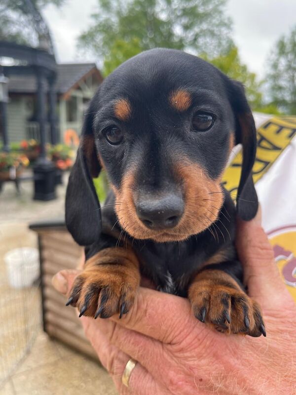 Miniature Dacshund pups for sale in Dromore , County Down | Image 2