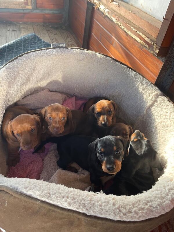 Miniature Dacshund pups for sale in Dromore , County Down | Image 3