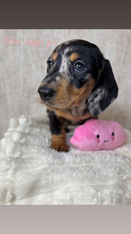 Dachshund puppies for sale in Oldham, Greater Manchester – 7 weeks old