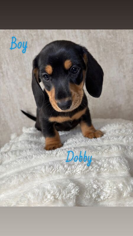Dachshund puppies for sale in Oldham, Greater Manchester – 7 weeks old - Image 2 of 11