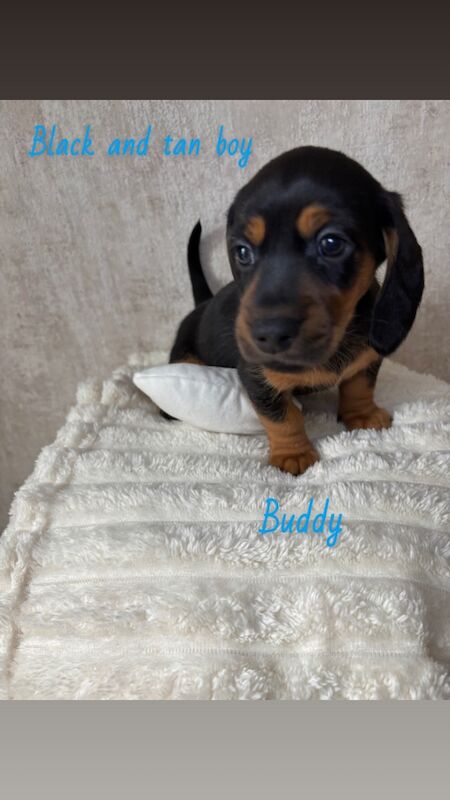 Dachshund puppies for sale in Oldham, Greater Manchester – 7 weeks old - Image 3 of 11