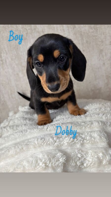 Dachshund puppies for sale in Oldham, Greater Manchester – 7 weeks old - Image 4 of 11