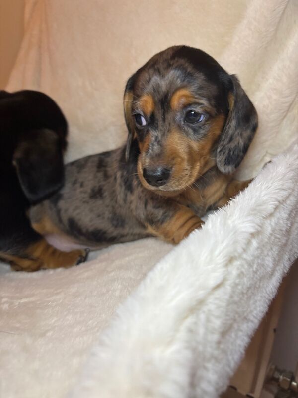 Dachshund puppies for sale in Oldham, Greater Manchester – 7 weeks old - Image 5 of 11