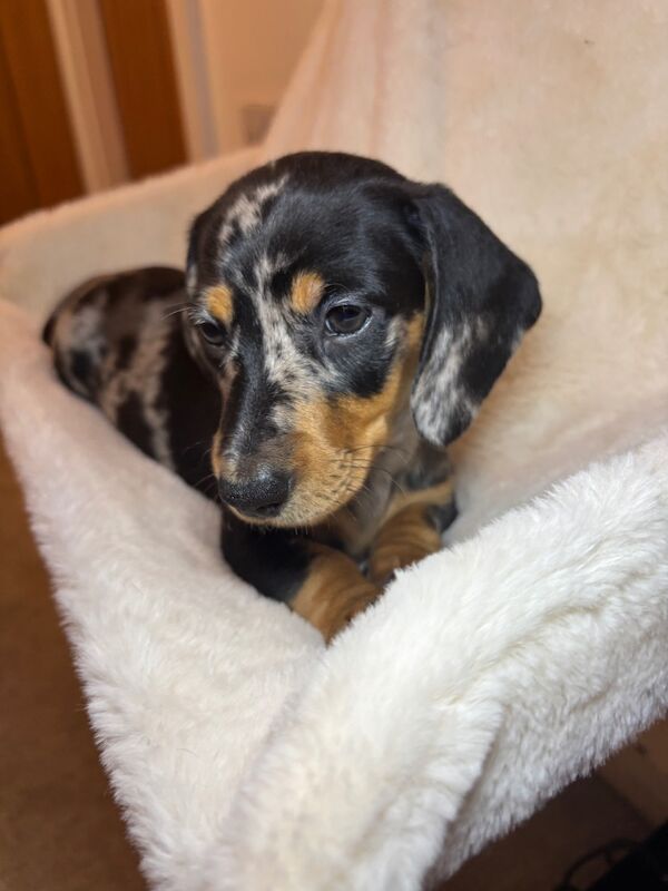 Dachshund puppies for sale in Oldham, Greater Manchester – 7 weeks old - Image 6 of 11