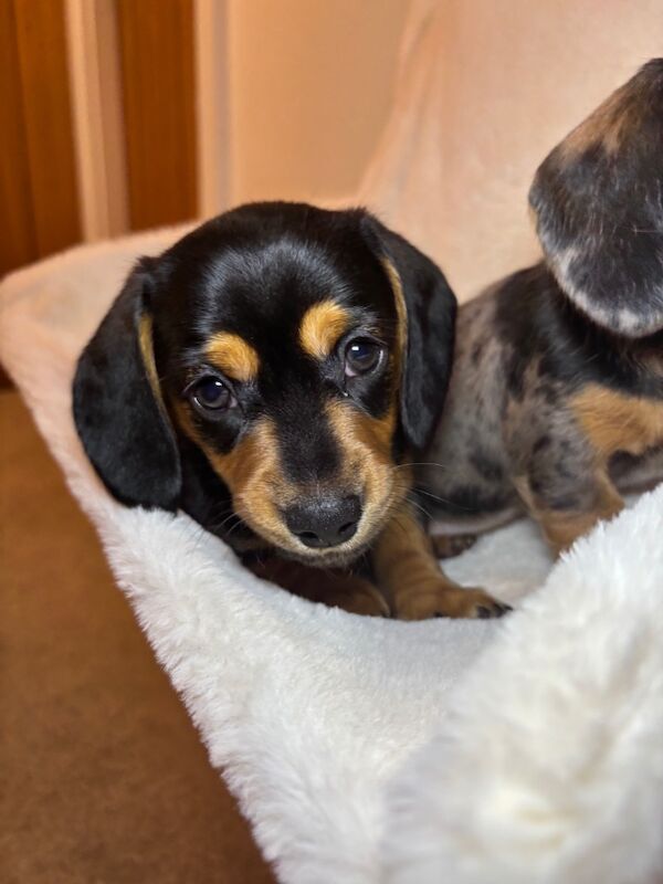 Dachshund puppies for sale in Oldham, Greater Manchester – 7 weeks old - Image 7 of 11