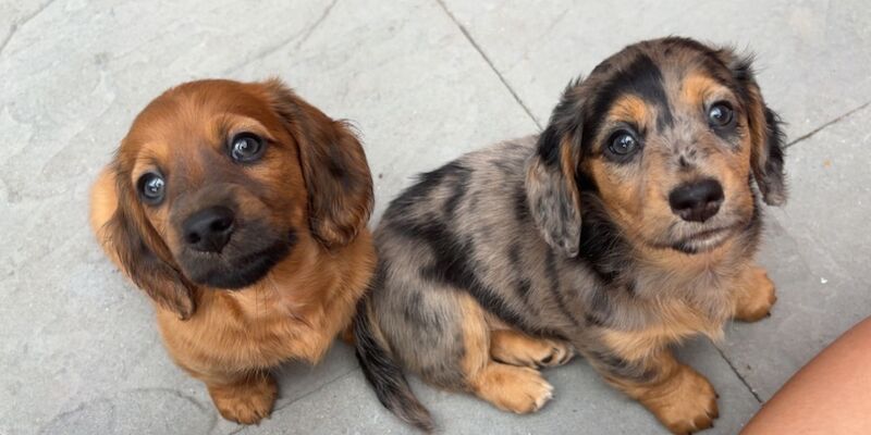 Dachshund puppies for sale in Oldham, Greater Manchester – 7 weeks old - Image 8 of 11