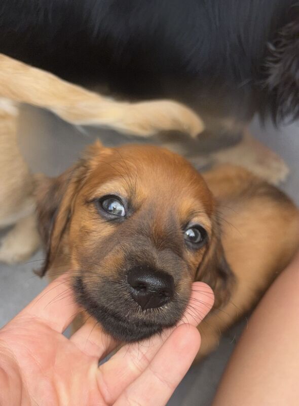 Dachshund puppies for sale in Oldham, Greater Manchester – 7 weeks old - Image 9 of 11