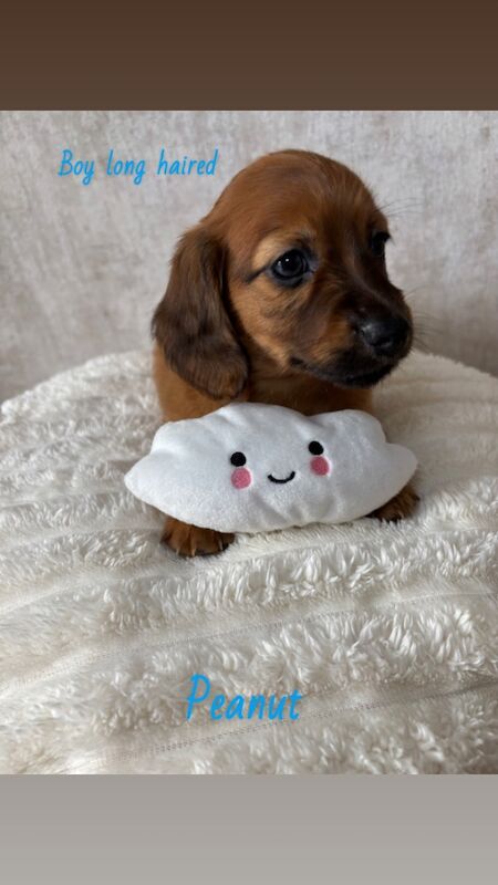 Dachshund puppies for sale in Oldham, Greater Manchester – 7 weeks old - Image 10 of 11