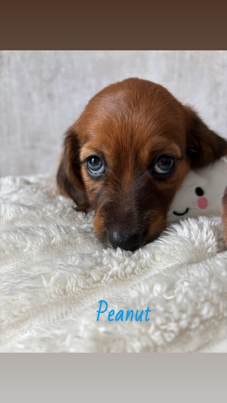 Dachshund puppies for sale in Oldham, Greater Manchester – 7 weeks old - Image 11 of 11