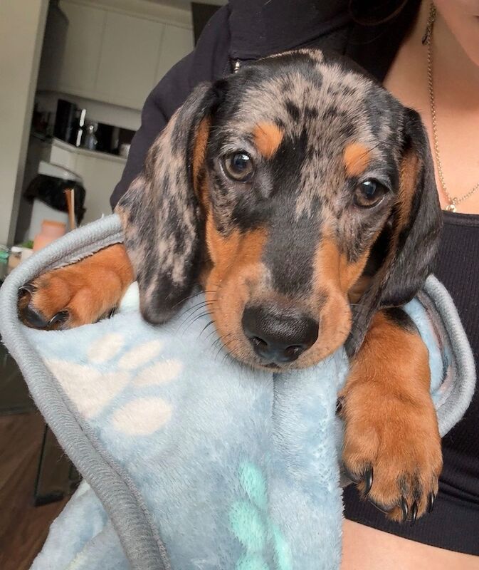 Miniature dapple dachshund male for sale in Sunderland, Tyne and Wear | Image 1