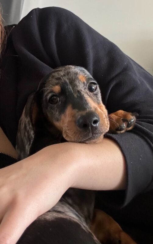 Miniature dapple dachshund male for sale in Sunderland, Tyne and Wear | Image 2