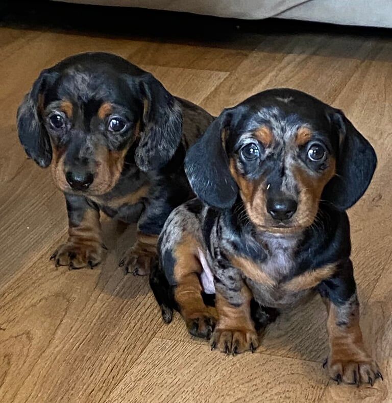 Dachshund puppies for sale in Cambridge, Cambridgeshire – KC registered, 8 weeks old