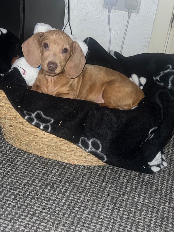 Dachshund puppies for sale in Bishopbriggs, Dunbartonshire – 10 weeks old