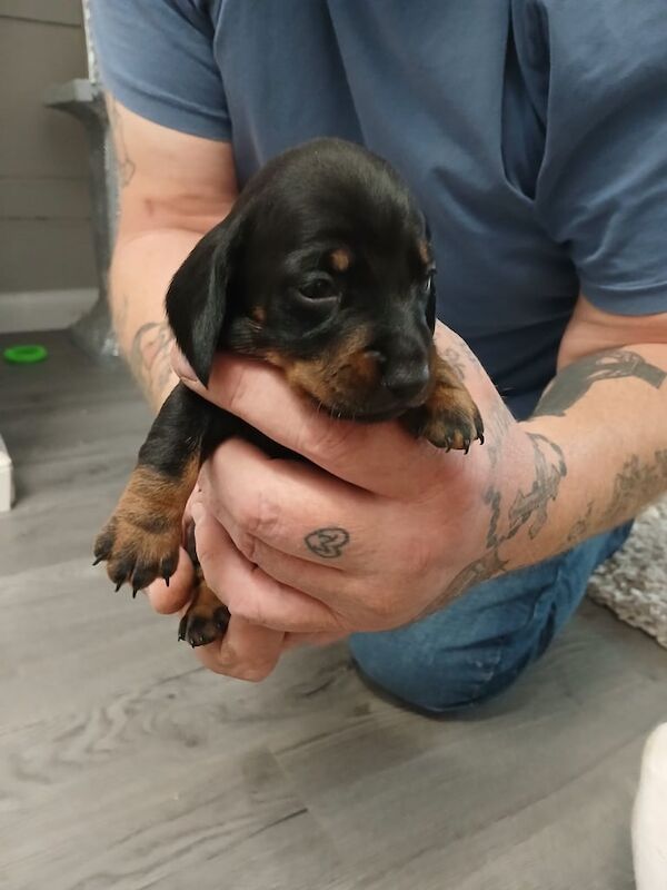 Dachshund puppies for sale in Newark, Cambridgeshire – 3 weeks old - Image 2 of 3