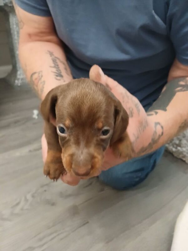 Dachshund puppies for sale in Newark, Cambridgeshire – 3 weeks old - Image 3 of 3