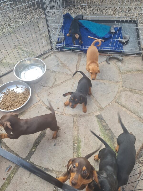 Dachshund puppies for sale in Garthorpe, Lincolnshire – 1 year old - Image 2 of 11
