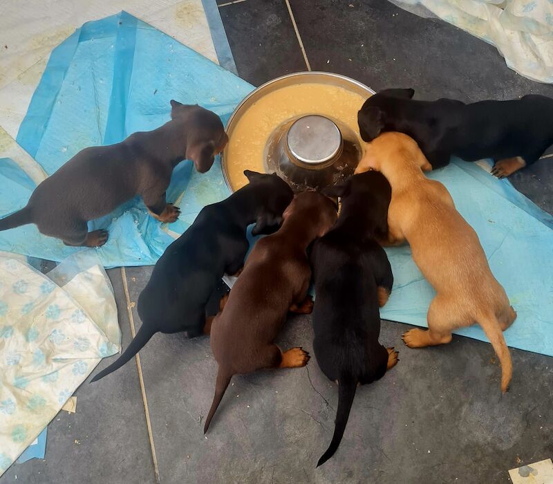 Miniature daschund puppies for sale in Garthorpe, Lincolnshire | Image 3