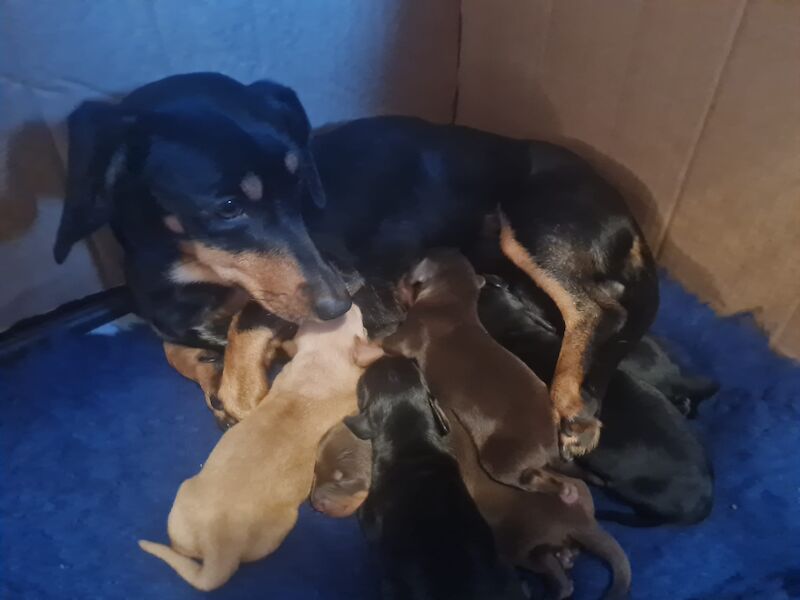 Miniature daschund puppies for sale in Garthorpe, Lincolnshire | Image 4
