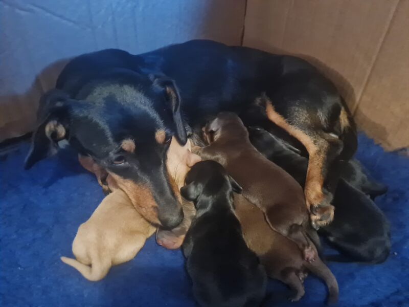 Dachshund puppies for sale in Garthorpe, Lincolnshire – 1 year old - Image 5 of 11