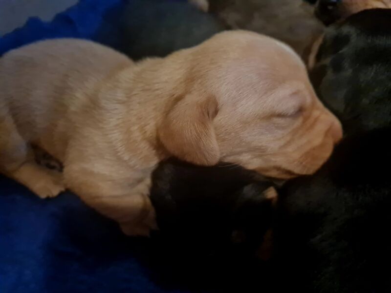 Dachshund puppies for sale in Garthorpe, Lincolnshire – 1 year old - Image 7 of 11
