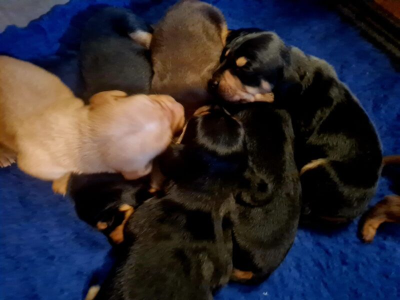Dachshund puppies for sale in Garthorpe, Lincolnshire – 1 year old - Image 8 of 11