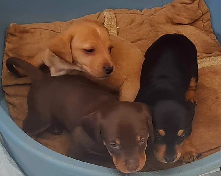 Dachshund puppies for sale in Garthorpe, Lincolnshire – 1 year old - Image 10 of 11