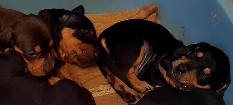 Dachshund puppies for sale in Garthorpe, Lincolnshire – 1 year old - Image 11 of 11