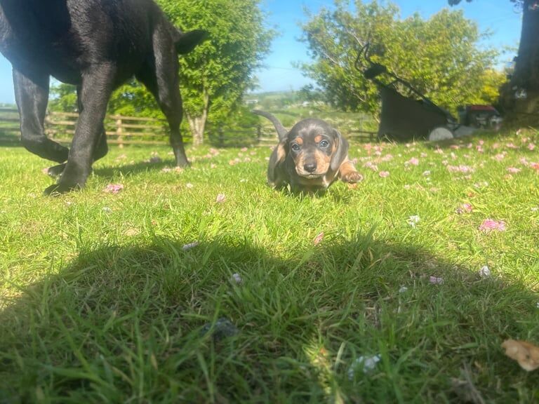 Miniature daschund puppy's for sale in Pomeroy, County Tyrone