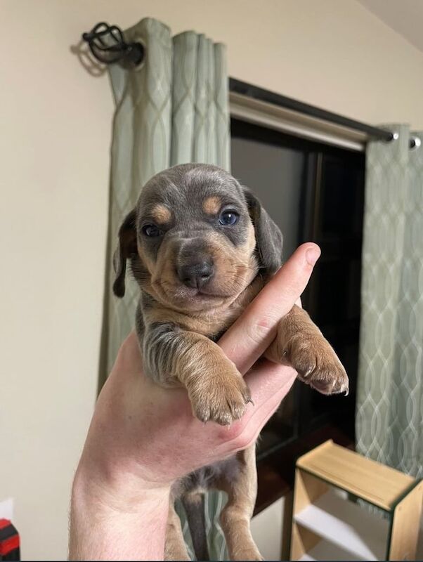 Miniature daschund puppy's for sale in Pomeroy, County Tyrone | Image 2