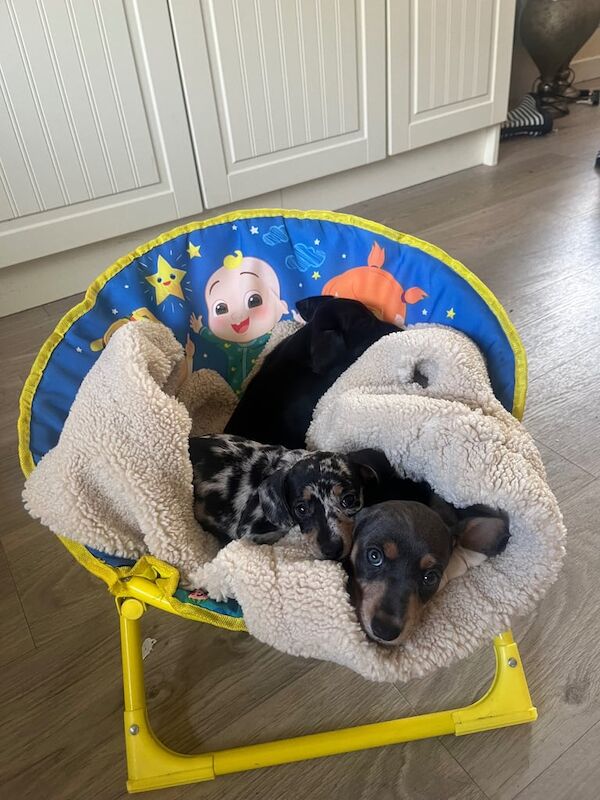 Miniature daschund puppy's for sale in Pomeroy, County Tyrone | Image 3