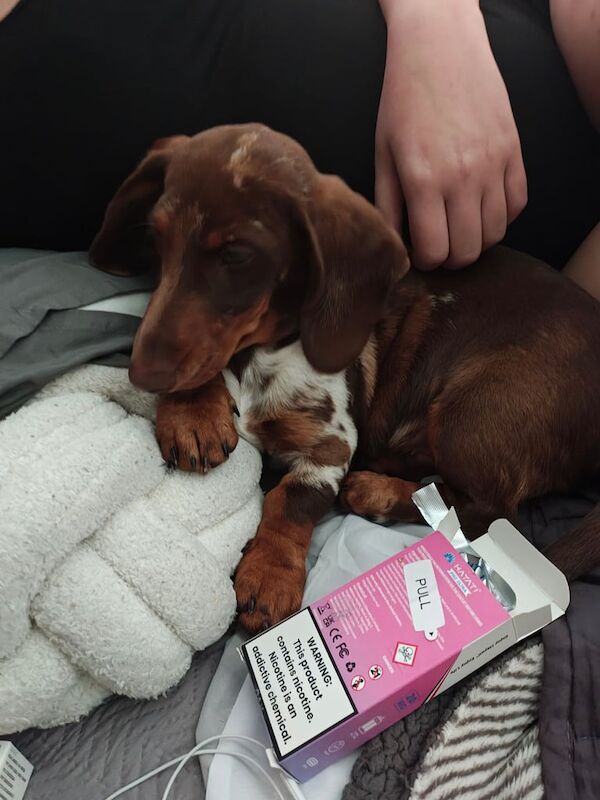 Miniature Dashchund male for sale in Withington, Greater Manchester