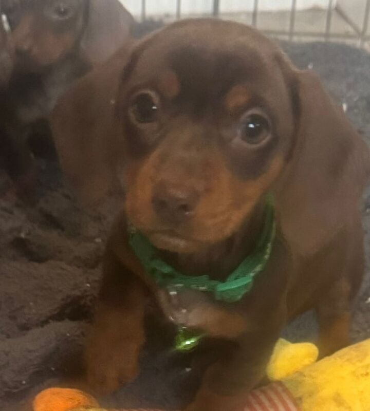Miniature Dashound puppies for sale in Port Talbot, West Glamorgan