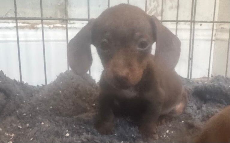 Miniature Dashound puppies for sale in Port Talbot, West Glamorgan | Image 2