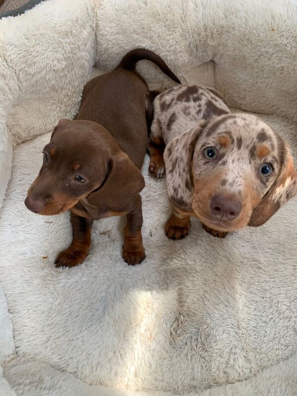 Miniature dashounds pups for sale in Aberdeen, City of Aberdeen