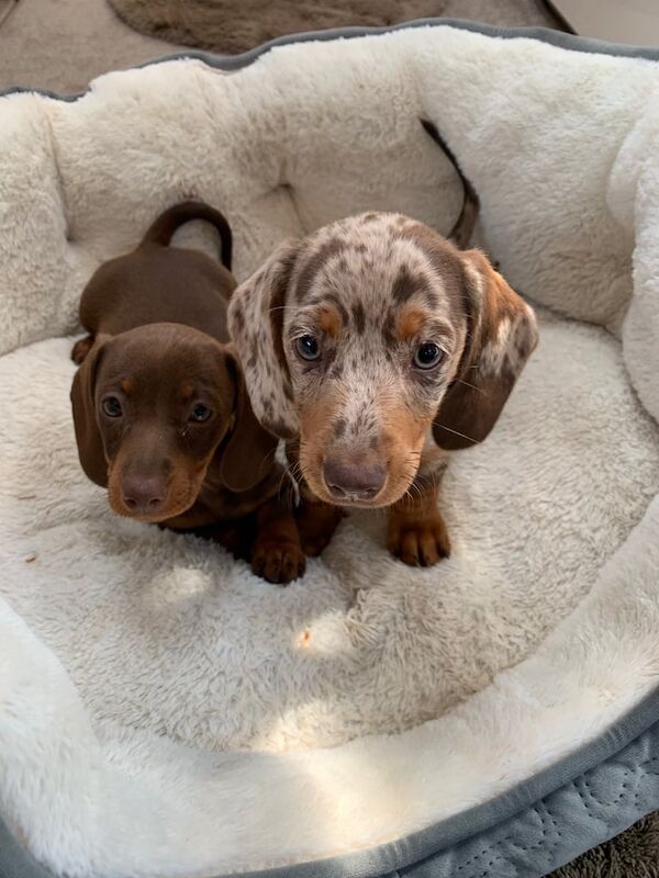 Miniature dashounds pups for sale in Aberdeen, City of Aberdeen | Image 2