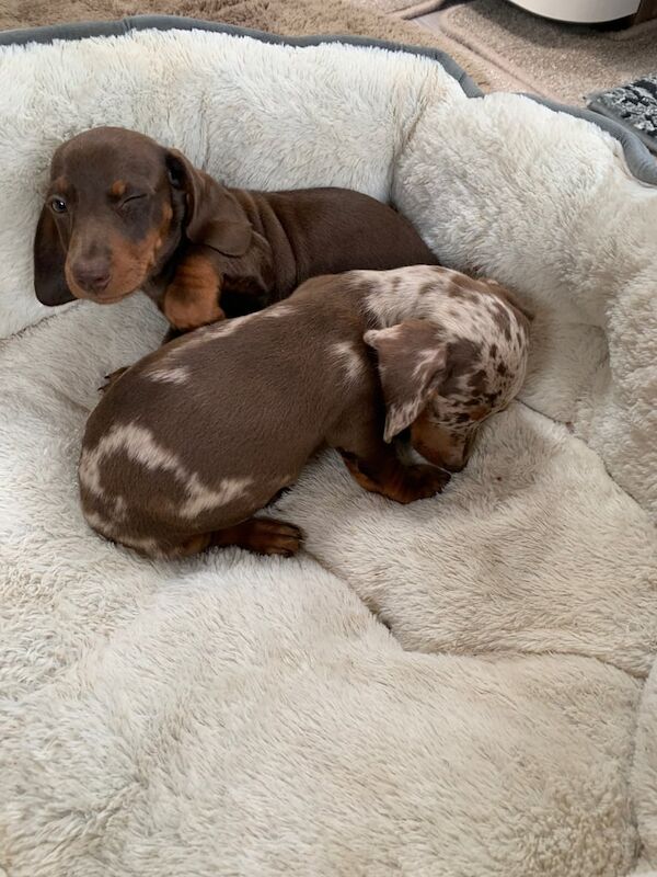 Miniature dashounds pups for sale in Aberdeen, City of Aberdeen | Image 3
