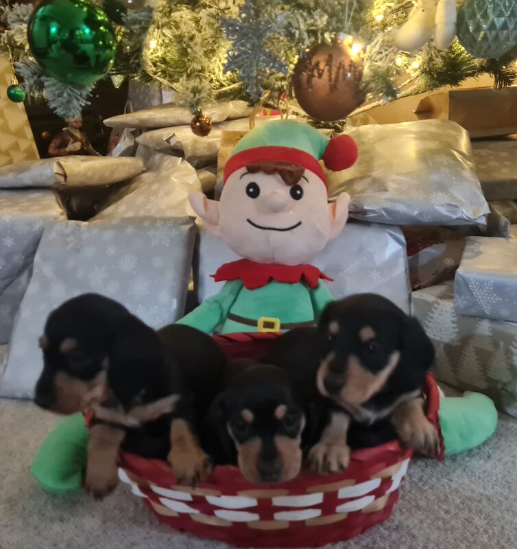 Dachshund puppies for sale in Scunthorpe, Lincolnshire – 1 year old