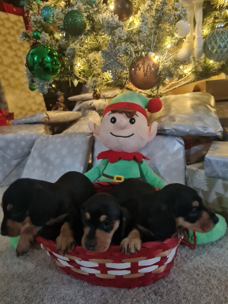 Miniature Dashund Babies for sale in Scunthorpe, Lincolnshire | Image 2