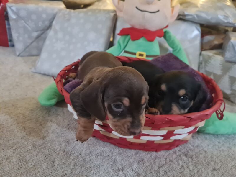 Miniature Dashund Babies for sale in Scunthorpe, Lincolnshire | Image 3
