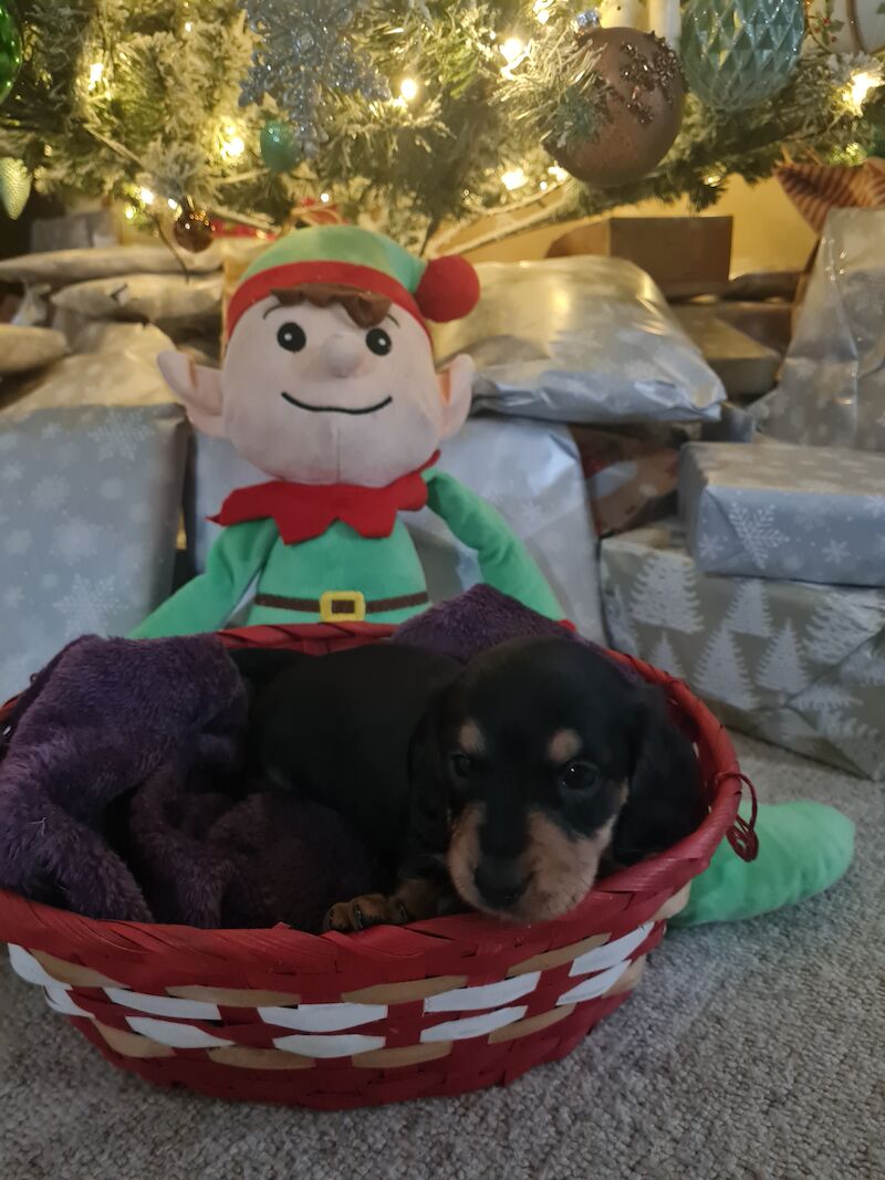 Dachshund puppies for sale in Scunthorpe, Lincolnshire – 1 year old - Image 4 of 14