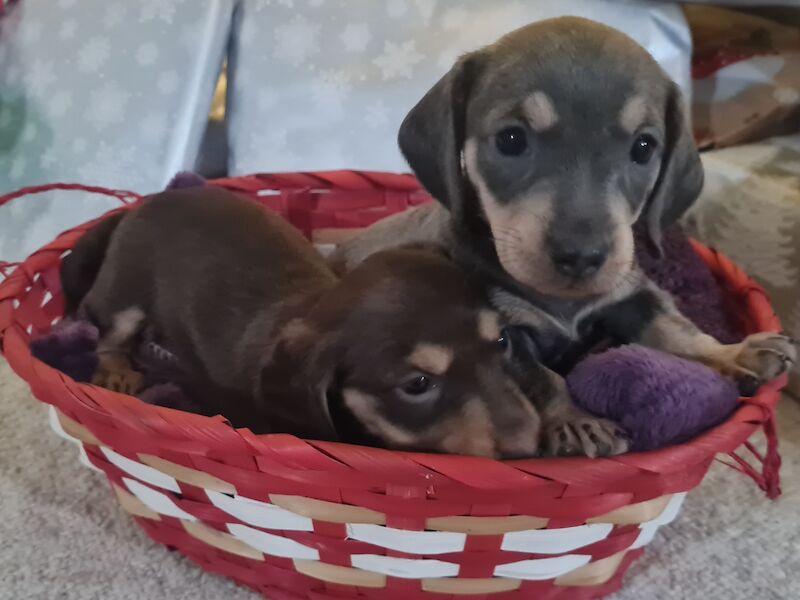 Dachshund puppies for sale in Scunthorpe, Lincolnshire – 1 year old - Image 5 of 14