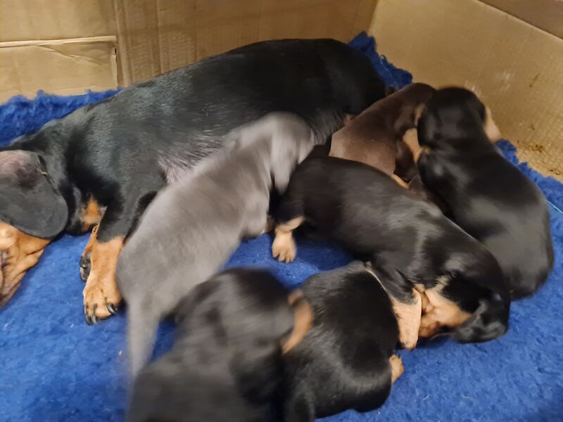 Dachshund puppies for sale in Scunthorpe, Lincolnshire – 1 year old - Image 6 of 14