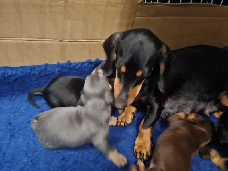 Dachshund puppies for sale in Scunthorpe, Lincolnshire – 1 year old - Image 7 of 14