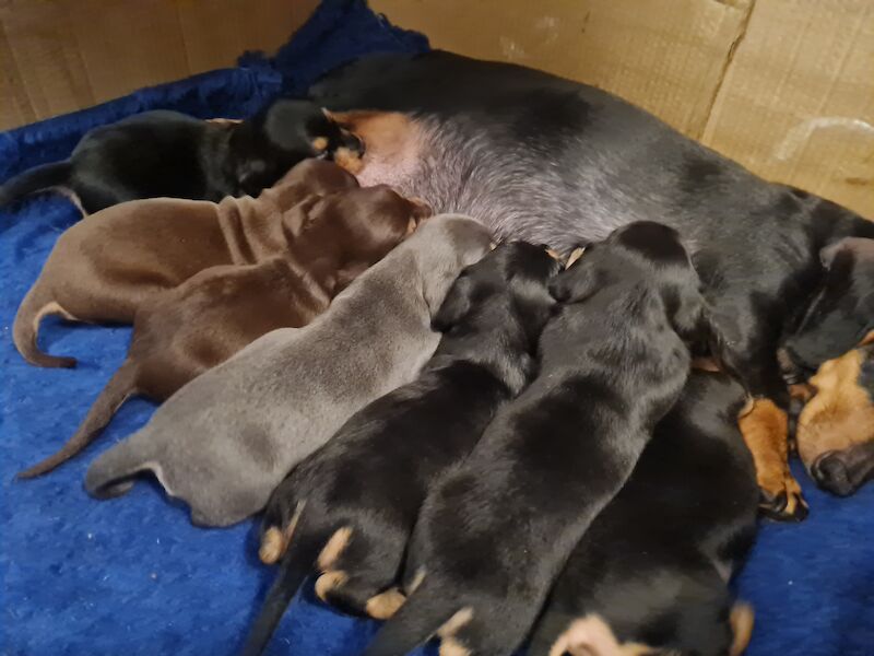 Dachshund puppies for sale in Scunthorpe, Lincolnshire – 1 year old - Image 8 of 14