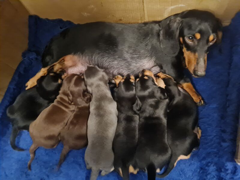 Dachshund puppies for sale in Scunthorpe, Lincolnshire – 1 year old - Image 9 of 14