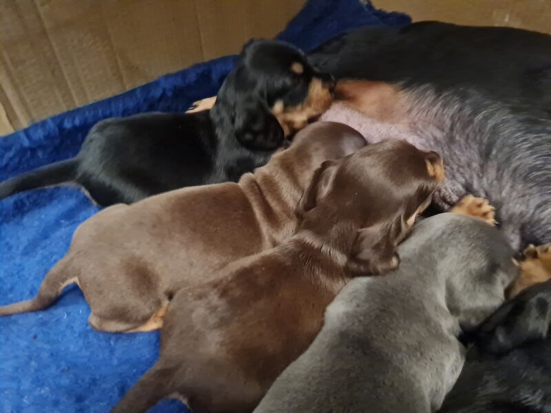 Dachshund puppies for sale in Scunthorpe, Lincolnshire – 1 year old - Image 10 of 14
