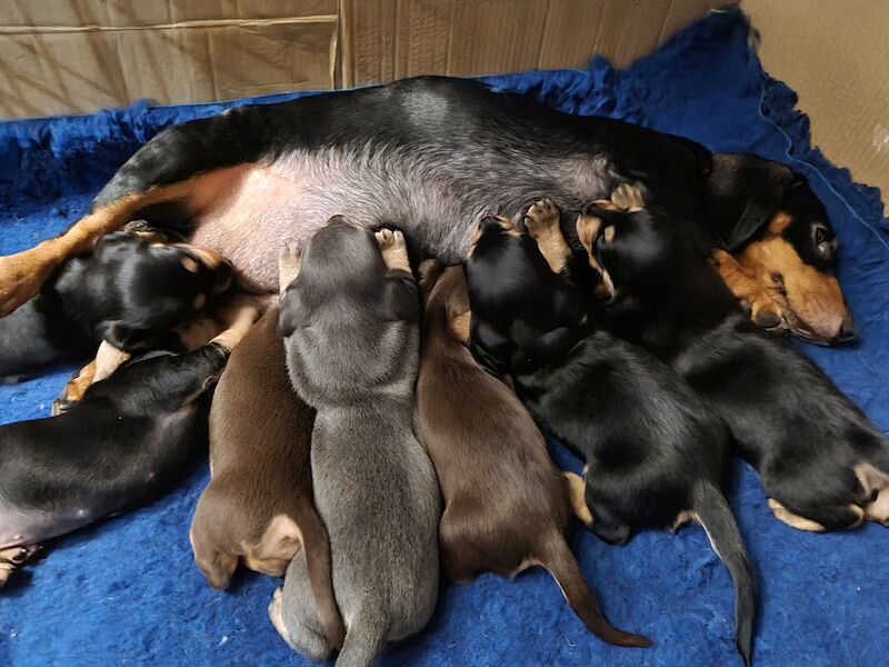 Dachshund puppies for sale in Scunthorpe, Lincolnshire – 1 year old - Image 11 of 14