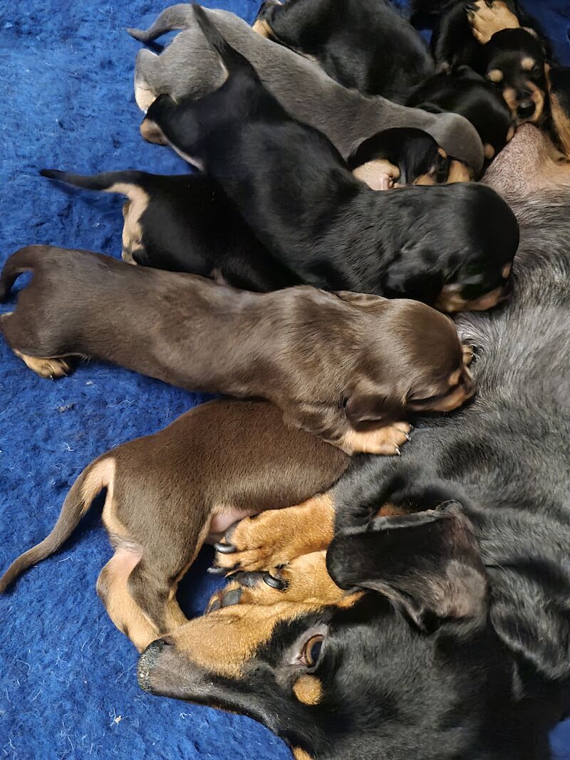 Dachshund puppies for sale in Scunthorpe, Lincolnshire – 1 year old - Image 12 of 14