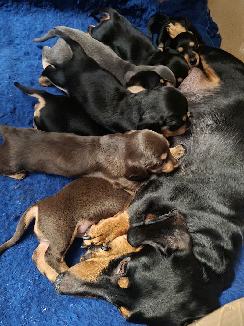 Dachshund puppies for sale in Scunthorpe, Lincolnshire – 1 year old - Image 13 of 14