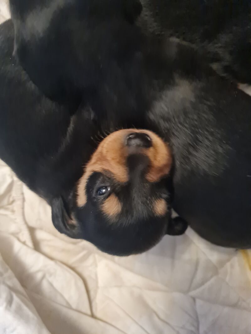 Dachshund puppies for sale in Scunthorpe, Lincolnshire – 1 year old - Image 14 of 14